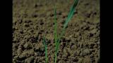 Aveia-louca, Gramíneas anuais e perenes