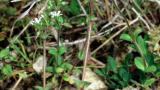 Orelha-de-rato, Dicotiledóneas perenes