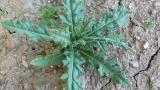 Cardo-das-vinhas, Dicotiledóneas perenes