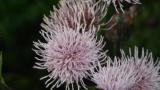 Cardo-das-vinhas, Dicotiledóneas perenes