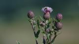 Cardo-das-vinhas, Dicotiledóneas perenes