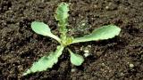 Cardo-das-vinhas, Dicotiledóneas perenes