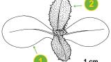 Cardo-das-vinhas, Dicotiledóneas perenes