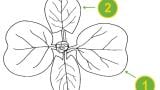 Corriola, Dicotiledóneas perenes