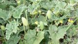 Pepino-de-são-gregório, Dicotiledóneas perenes