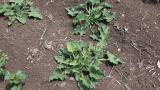 Pepino-de-são-gregório, Dicotiledóneas perenes