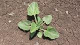 Pepino-de-são-gregório, Dicotiledóneas perenes