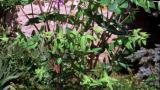 Morganheira, Dicotiledóneas perenes