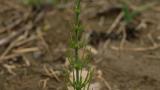 Cavalinha-dos-campos, Dicotiledóneas perenes