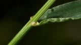 Festuca-dos-prados, Gramíneas anuais e perenes