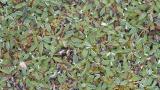 Pilosela-das-boticas, Dicotiledóneas perenes