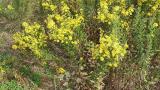 Erva difícil-cheirosa, Dicotiledóneas perenes