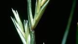 Erva-febra, Gramíneas anuais e perenes