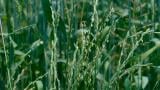 Erva-febra, Gramíneas anuais e perenes