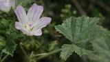 Malva-redonda, Dicotiledóneas perenes