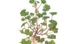 Malva-redonda, Dicotiledóneas perenes