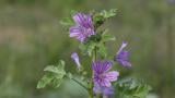 Malva-silvestre, Dicotiledóneas anuais
