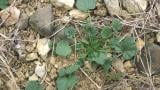 Malva-silvestre, Dicotiledóneas anuais