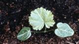 Malva-silvestre, Dicotiledóneas perenes