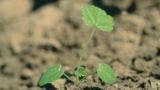 Malva-silvestre, Dicotiledóneas anuais