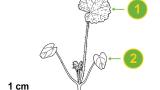 Malva-silvestre, Dicotiledóneas perenes
