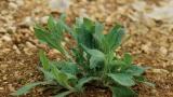 Assobios, Dicotiledóneas perenes