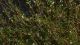 Gatunha-transmontana, Dicotiledóneas perenes