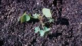 Erva-azeda, Dicotiledóneas perenes