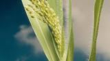 Milhete, Gramíneas anuais e perenes