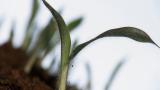 Milhete, Gramíneas anuais e perenes