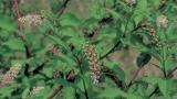 Erva-dos-cachos-da-India, Dicotiledóneas perenes