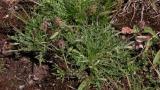 Diabelha, Dicotiledóneas perenes