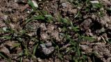 Diabelha, Dicotiledóneas perenes