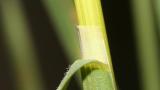 Erva-de-febra, Gramíneas anuais e perenes