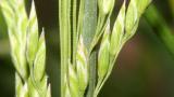 Erva-de-febra, Gramíneas anuais e perenes