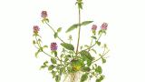 Erva-férrea, Dicotiledóneas perenes
