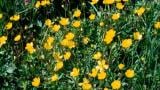 Botão-de-oiro, Dicotiledóneas perenes