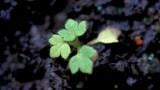 Botão-de-oiro, Dicotiledóneas perenes