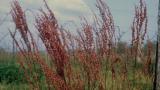 Azedas, Dicotiledóneas perenes