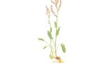 Azedas, Dicotiledóneas perenes