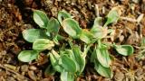 Azedas, Dicotiledóneas perenes