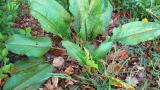Labaça-crespa, Dicotiledóneas perenes