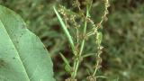Labaça-obtusa, Dicotiledóneas perenes