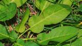 Labaça-sinuada, Dicotiledóneas perenes
