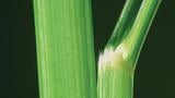 Milhã-verticilada, Gramíneas anuais e perenes