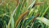 Milhã-verde, Gramíneas anuais e perenes