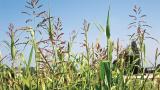 Sorgo-bravo, Gramíneas anuais e perenes