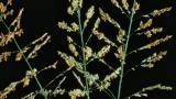 Sorgo-bravo, Gramíneas anuais e perenes