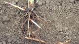 Sorgo-bravo, Gramíneas anuais e perenes