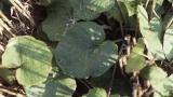 Unha-de-asno, Dicotiledóneas perenes
